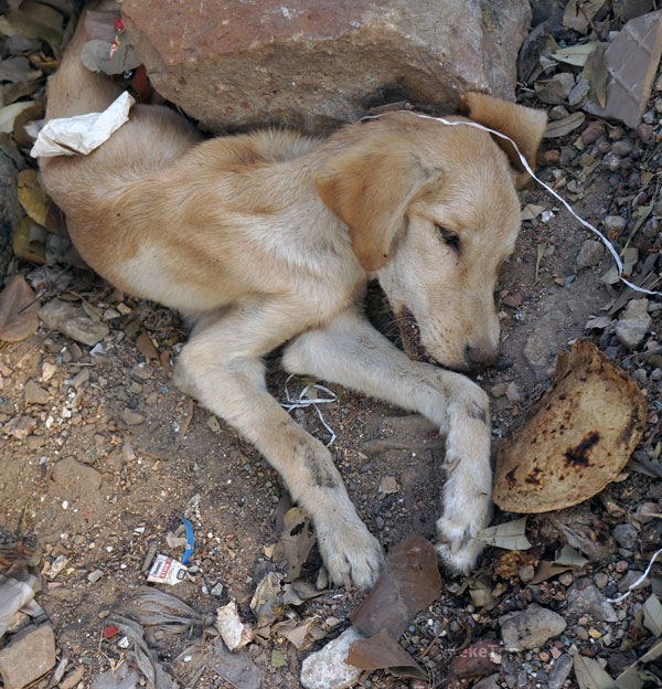 KekeTop © valokuva sarjasta Marginaali Luisu - Koiruuksia, tässä on koira haudattuna